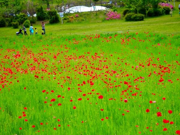 コスモス園　柿内-